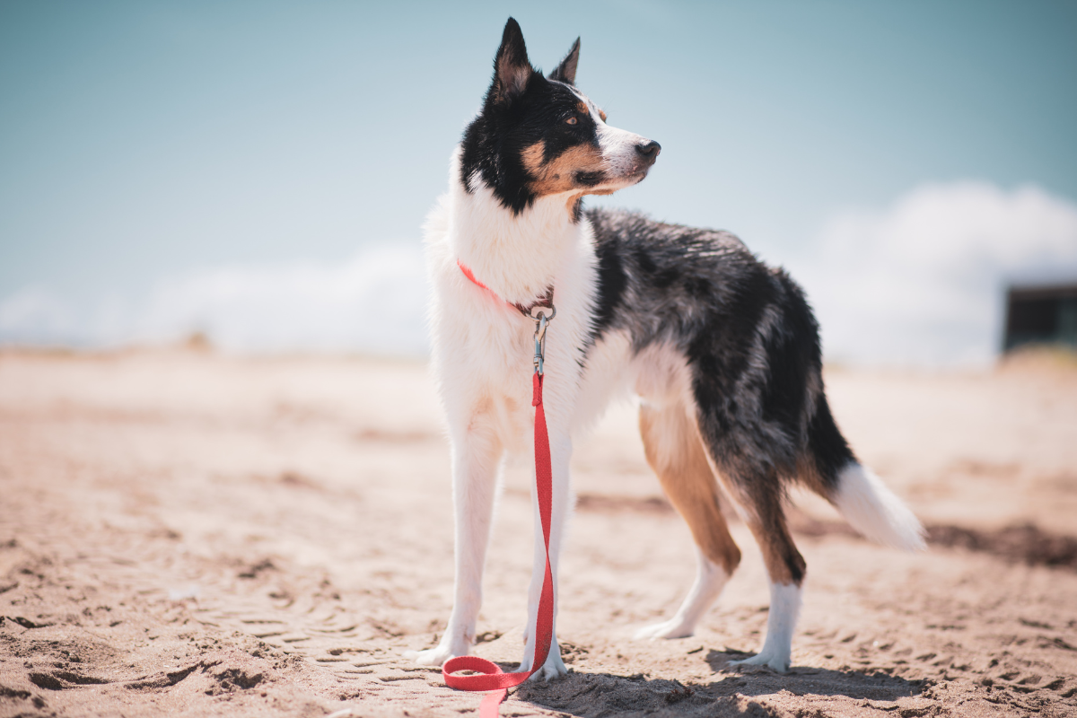 5 Points On How To Choose The Right Dog Leash beautiful dog wearing a red leash on a sandy beach