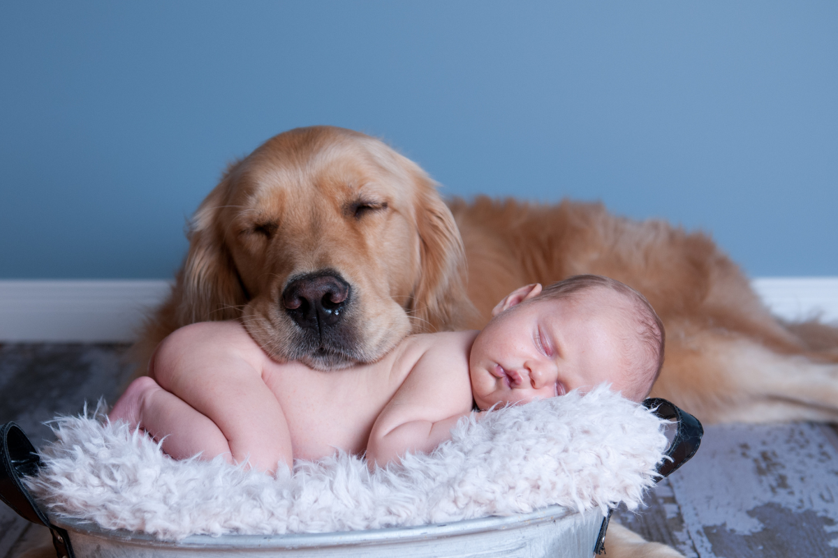 golden retriever sleeping on a sleeping baby