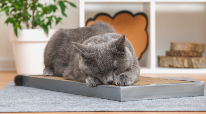 grey cat lying on a cat scratch pad bed